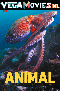 Animal 2021